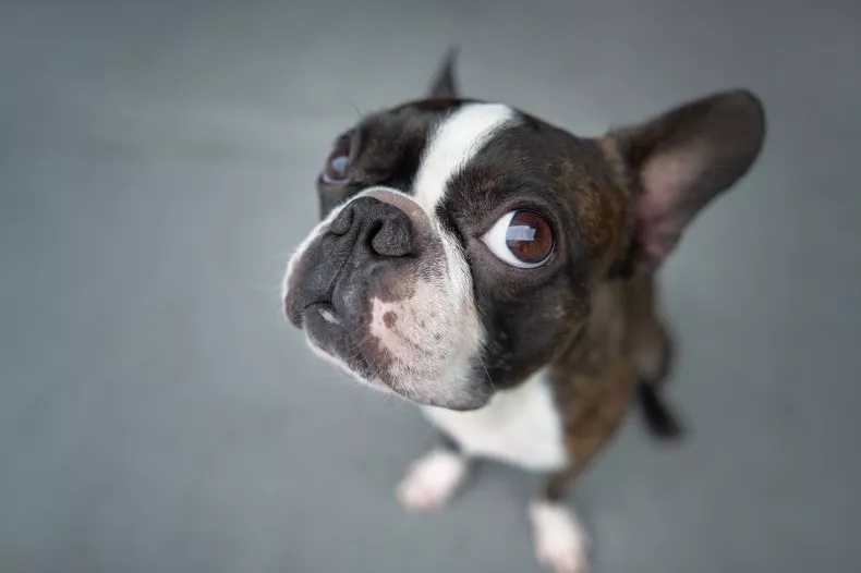 Photo d'un Boston Terrier